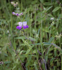Kolinsie - Collinsia heterophylla - semena kolinsie - 300 ks